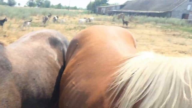 Веселая прогулка Темы с лощадьми. Солнечный летний день. смотреть онлайн