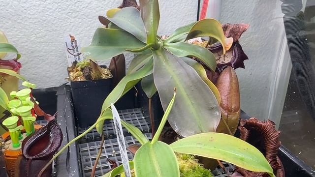 My Indoor Nepenthes Setup - July 2024 смотреть онлайн