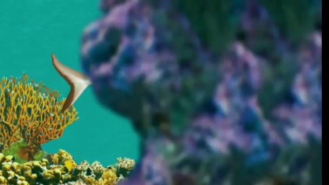 Песенка про акул. Видео для детей.