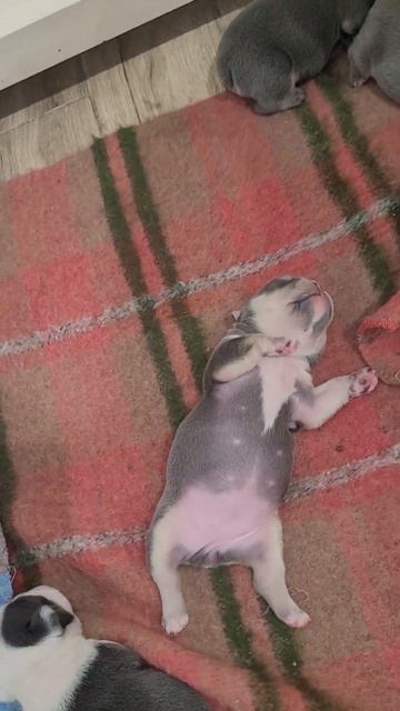 Щенки французского бульдога,,, уже открылись глазки... смотреть онлайн