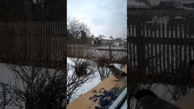 Снегири не гири)) #птички #птица #животные #снегири смотреть онлайн