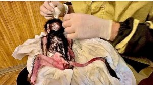 У маленькой Анфисы доктор Василий просто отслаивает кусочки шерсти, на это НЕВОЗМОЖНО СМОТРЕТЬ…..