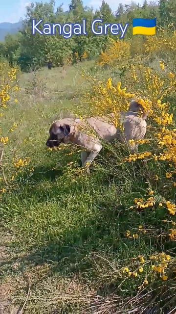 §741. Kangal Грей. В кущах. #кангал #dog #собака #кангал смотреть онлайн
