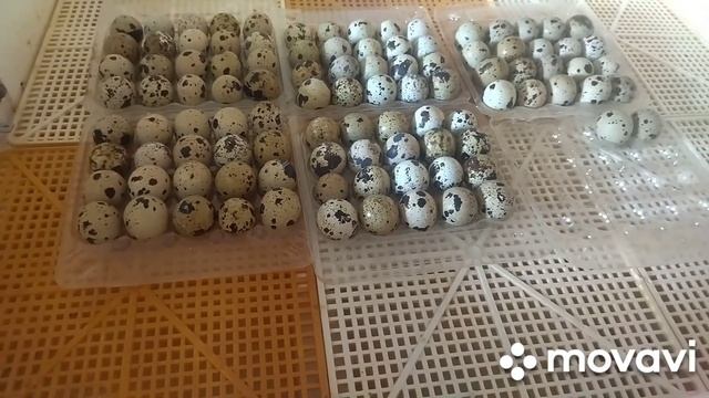 Продолжаю расширять перепелинную ферму смотреть онлайн