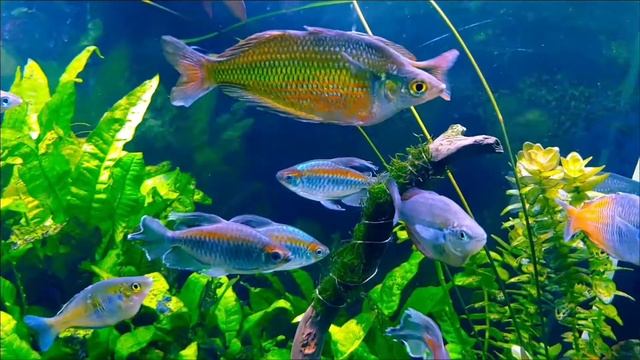 update on the baby rainbowfish, their parents,my guppies. plants are all doing good without Co2... смотреть онлайн