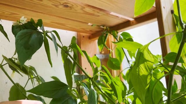 Острый перец 