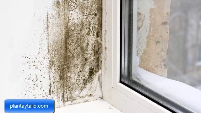 ¿Por qué le sale moho a la tierra de las plantas? смотреть онлайн