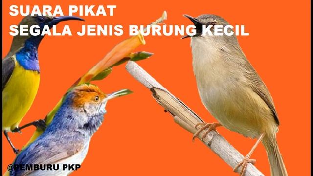 Suara Pikat Segala Jenis Burung Kecil смотреть онлайн