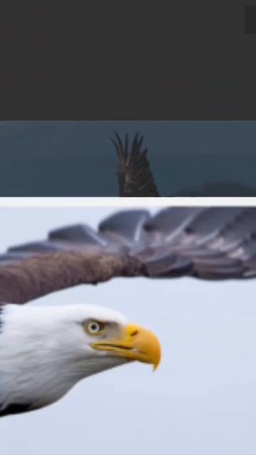 eagle voice for good health and prosperity 🌷🌷🌷🌷🌷🌷🌷🌷🌷🌷🌷🌷🌷🌷🌷🌷🌷🌷🌷🌷🌷🌷🌷🌷🌷🌷 🌷🌷🌷🌷🌷🌷🌷🌷🌷🌷🌷🌷🌷🌷🌷🌷🌷🌷🌷🌷🌷🌷🌷🌷🌷🌷🌷🌷🌷 смотреть онлайн