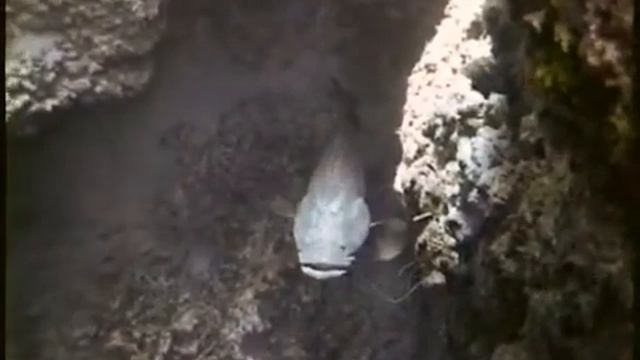 Goliath Grouper Identification смотреть онлайн