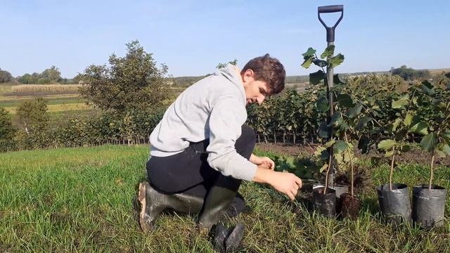Саджанці фундука! смотреть онлайн