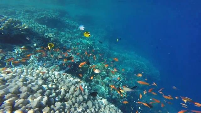 Marsa Alam,Abu Dabbab. смотреть онлайн
