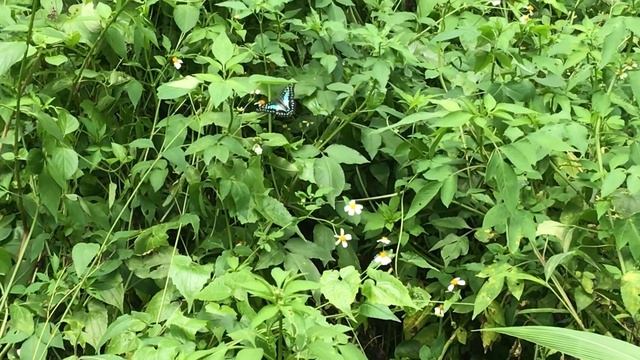 ミカドアゲハGraphium doson 鳳園 2019/04/21 Fung Yuen, Butterfly of Hong Kong 香港の蝶 смотреть онлайн