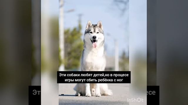 Порода собак хаски смотреть онлайн