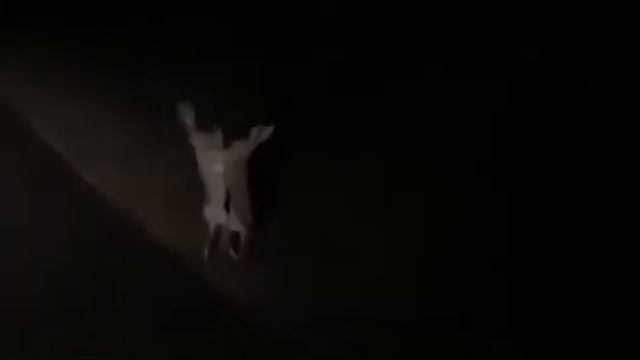 Два кролика дирутся смотреть онлайн