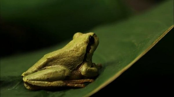 Carbon Based Lifeforms - Frog