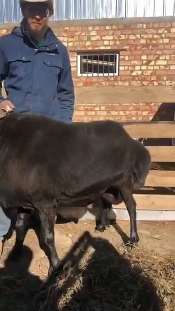 На продажу кочкор «Рэмбо» рост в холке 100см, вес 170кг, уши 20-22см. Цена:5000$ Тел: 0703201120