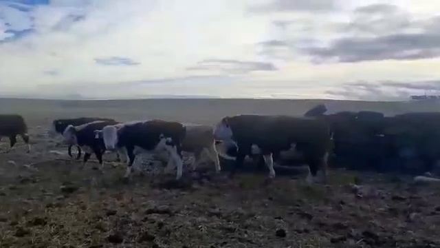 #Казахстан#Продам#Павлодар#Бычков#72 голов цена 185 000т +7 776 813 4579 или 8700 697 6462 смотреть онлайн