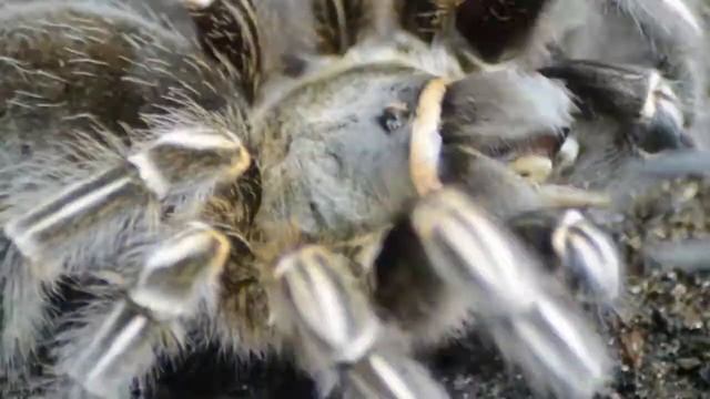 Aphonopelma Seemanni - Costa Rican Zebra Tarantula смотреть онлайн