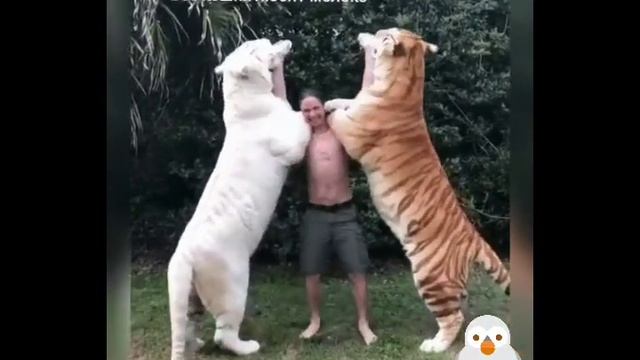 Нарезки веселых животных и птиц. смотреть онлайн