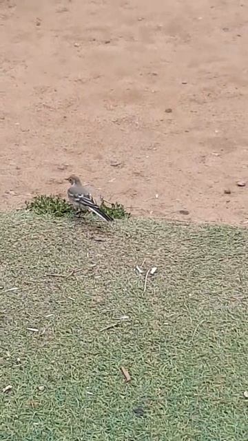 Трясогузка охотится за насекомыми / The Wagtail Hunts For Insects