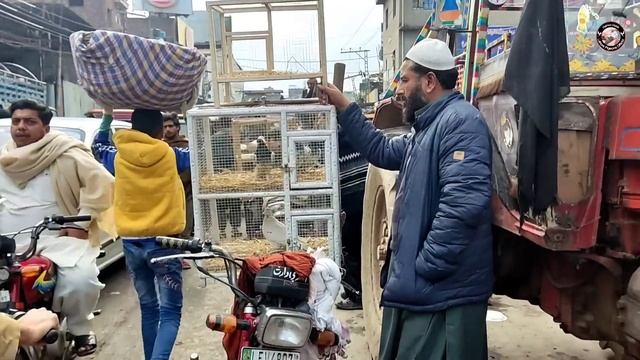 Kabootar Mandi Lari Adda Lahore 😍😍 смотреть онлайн