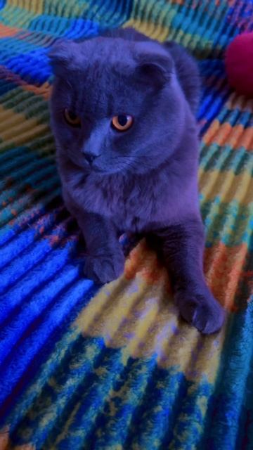 🔴КОТ СМОКИ🔴 смотреть онлайн