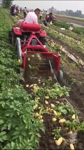 Копаем картошку минитрактором, Картофелекопалки для трактора: купить по выгодной цене в Киеве смотреть онлайн