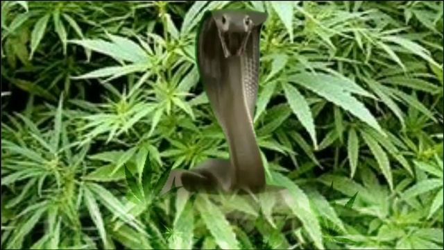 ՊԼԱՆՔԱՇ ՕՁԸ / змея и касьяк /snake and cassiac смотреть онлайн