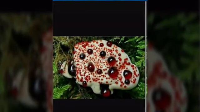 Самые жуткие животные в мире смотреть онлайн