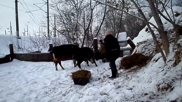 Обучение Баларама смотреть онлайн