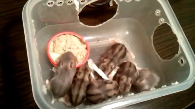 Sound of little hamsters silence(3rd litter, 11 days old) смотреть онлайн