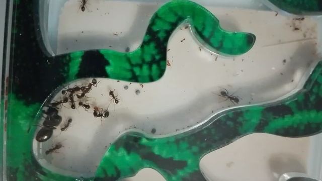 мураш Pro #холоднозима