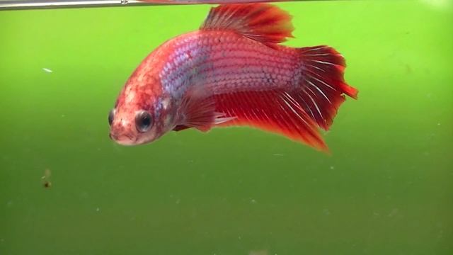 Z20101113_M32 смотреть онлайн