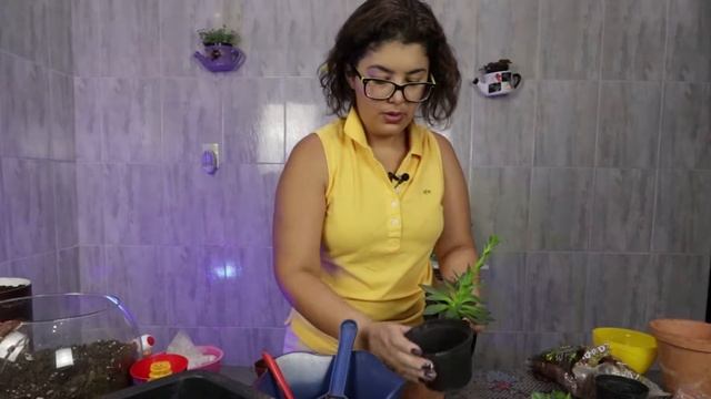 REPLANTANDO SUCULENTAS JELLYBEANS - EU AMO SUCULENTAS смотреть онлайн