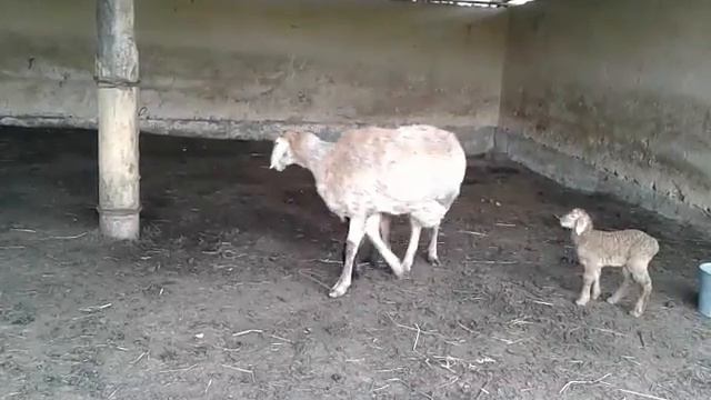 Арашаны Кыргызстана! смотреть онлайн