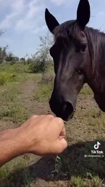 Мужчина кормит лошадей. смотреть онлайн