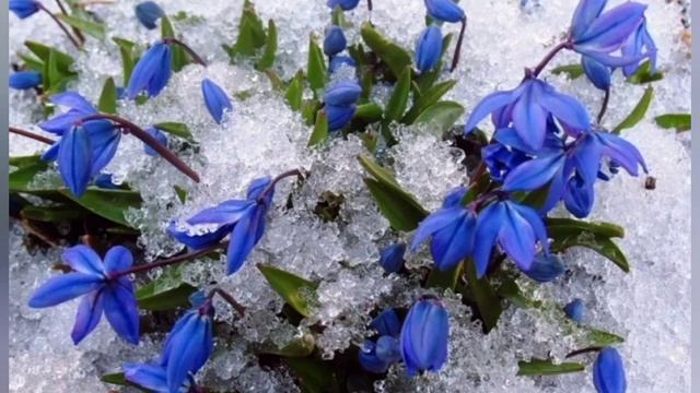Сторінками Червоної книги смотреть онлайн