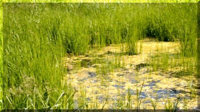 природа.лето. бабочки. деревья. интересно. смотреть онлайн