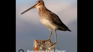 Голоса птиц России. Бекасы.