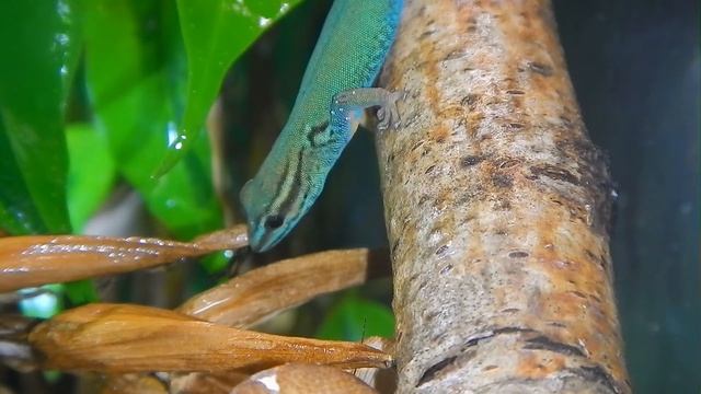 Lygodactylus williamsi смотреть онлайн