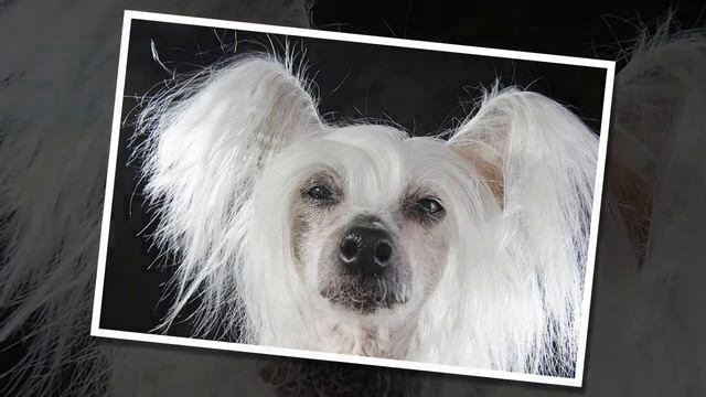 Жил-был пёс...