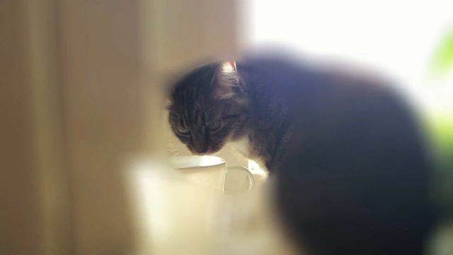 Кошка пьет воду.the cat drinks water. смотреть онлайн