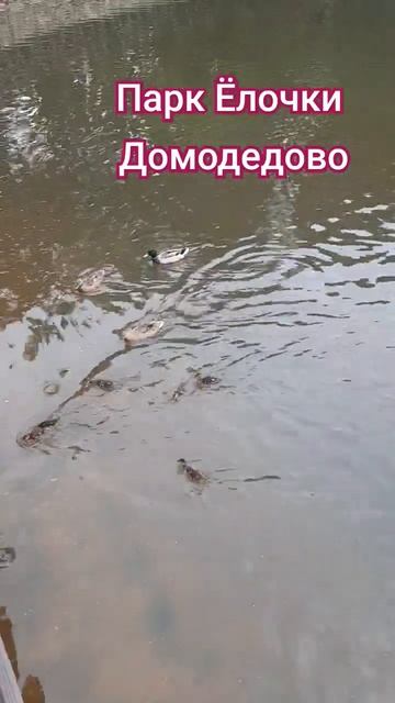 куда сходить #туризм #парк #отдых #отпуск #лето #popular #утки #каникулы #врек смотреть онлайн