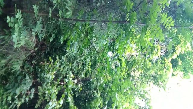 Каждый день теперь этот лес заряжает меня своей волшебной энергией, наслаждаюсь пением птиц! смотреть онлайн