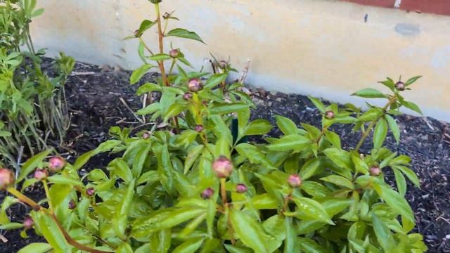 Кривой покос травы смотреть онлайн