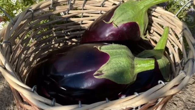 Баклажан Алмаз отличный, урожайный сорт. Сажаю его каждый год. смотреть онлайн