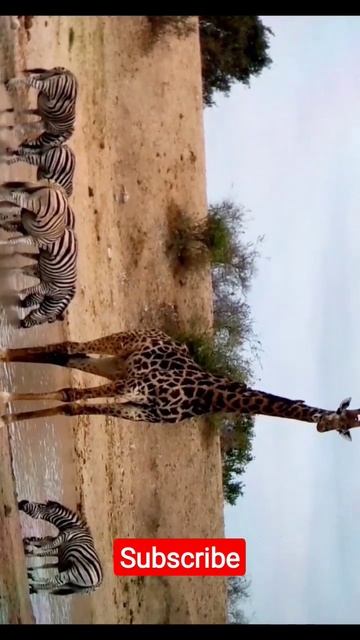 Giraffe and Zebras Together in Pond | #shorts #trending #viral #status #giraffe #zebra #nature смотреть онлайн
