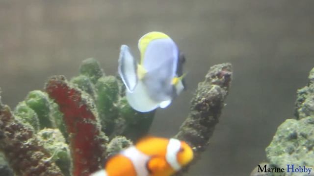 Grace of the powder blue tang смотреть онлайн