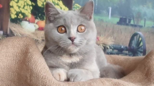 Голубокрем черепашка смотреть онлайн